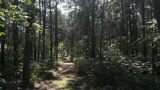 Wędrówki po Ścieżce Przyrodniczej Żyzne Lasy z Orlicą